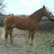 Haflinger Shiva