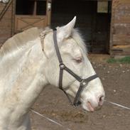 Anden særlig race Mr. Mello