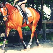 Belgisk varmblod Diablo Van Dabdijhoeve (Part)