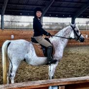 Arabisk fuldblod (OX) Cezanne OX