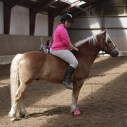 Haflinger Oskar