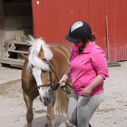 Haflinger Oskar