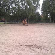 Anden særlig race Lucca