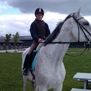 Belgisk varmblod Vampire