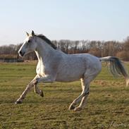 Belgisk varmblod Vampire