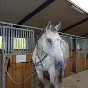 Belgisk varmblod Vampire