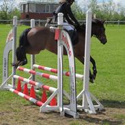 Anden særlig race Pasia