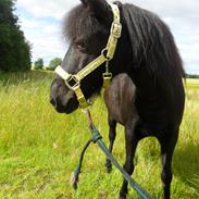 Anden særlig race Fie