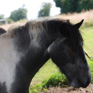 Tinker Kastanjelundens Logan