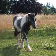 Tinker Kastanjelundens Logan