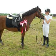 Anden særlig race Pasia