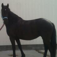 Anden særlig race Blacki