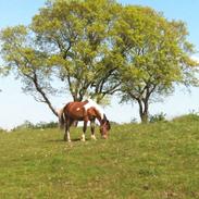 Pinto *Casino* - HINGST