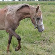 Arabisk fuldblod (OX) Ki Al Batal