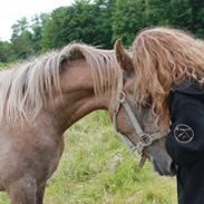 Arabisk fuldblod (OX) Ki Al Batal