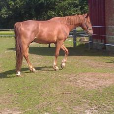 Frederiksborg Smakkerups Tayson