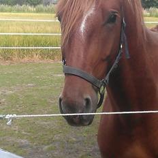 Frederiksborg Smakkerups Tayson