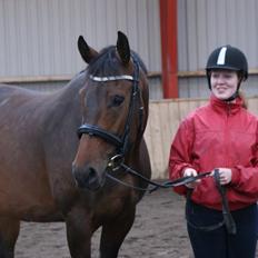 Dansk Varmblod Låise