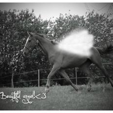 Anden særlig race Tequila Sunrise - †R.I.P†