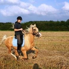 Palomino Gullibine Bint Maras (Litani)