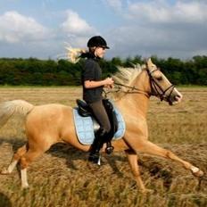 Palomino Gullibine Bint Maras (Litani)