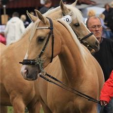 Palomino Gullibine Bint Maras (Litani)