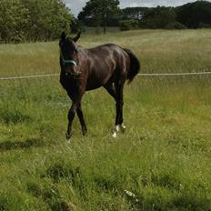 Oldenborg Gørklintgårds Dancing Daisy