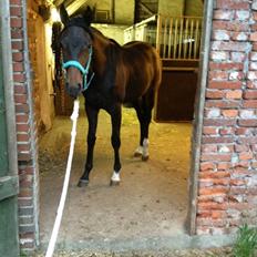 Oldenborg Gørklintgårds Dancing Daisy