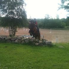 Anden særlig race T-Rex