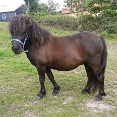 Shetlænder Stald Haven´s Fairytale