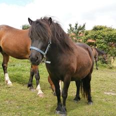 Shetlænder Stald Haven´s Fairytale