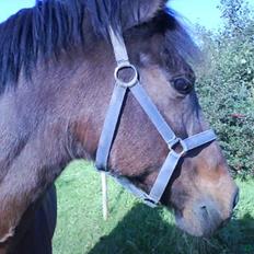 Anden særlig race Laban