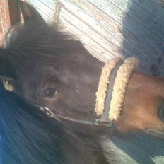 Anden særlig race Laban