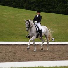 Hollandsk Varmblod Uno C