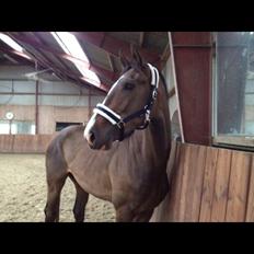 Hollandsk Varmblod Edelstone