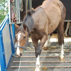 Hollandsk Varmblod Edelstone