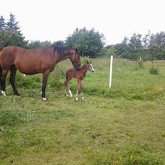 Dansk Varmblod Lille pigen - indtil videre