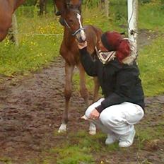 Dansk Varmblod Lille pigen - indtil videre