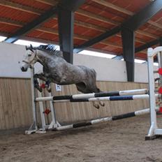 Anden særlig race Casjang (solgt)