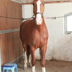 Frederiksborg Icarus Mignon