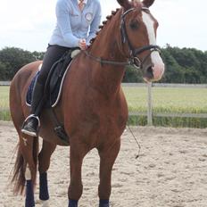 Frederiksborg Icarus Mignon