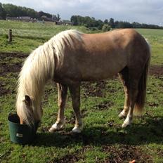 Haflinger Nantino Hestvang