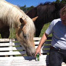 Haflinger Nantino Hestvang