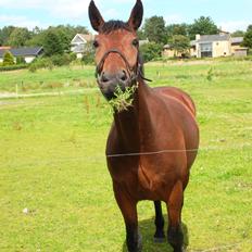 Oldenborg Tiedemanns Herkules