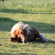 Shetlænder Play Boy