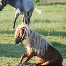 Shetlænder Play Boy