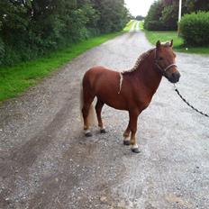 Shetlænder Play Boy