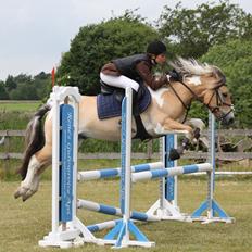 Hollandsk Sportspony Salt And Pepper