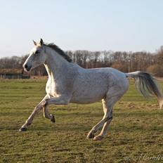 Belgisk varmblod Vampire
