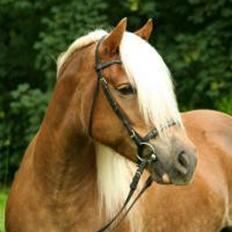 Haflinger Montana